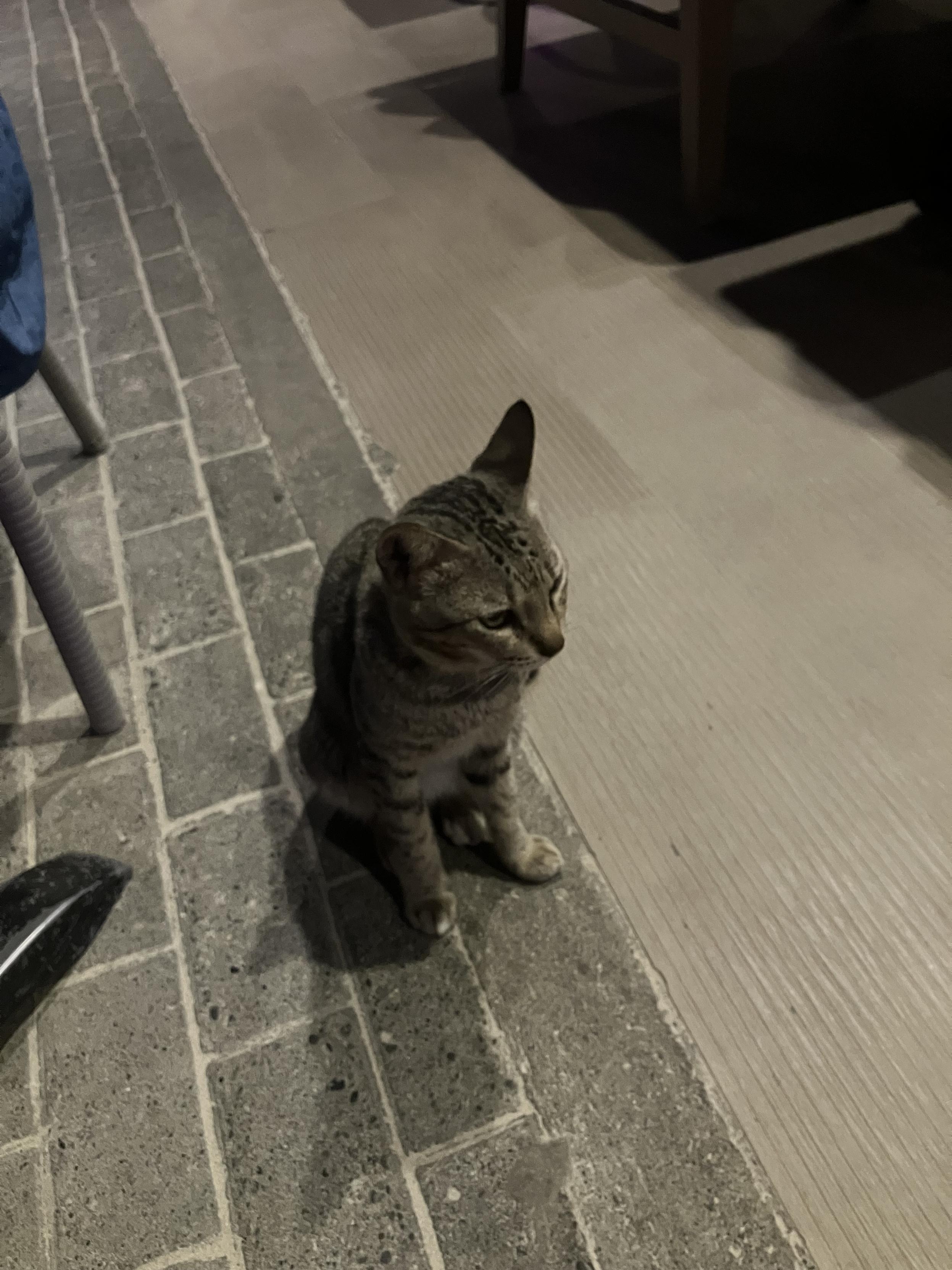 A little grey tabby cat sitting on a sidewalk at an outdoor cafe. Cat is looking to the right.
